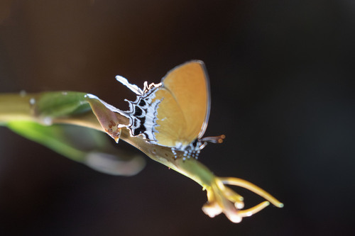 Photo of Branded Imperial (Eooxylides tharis)