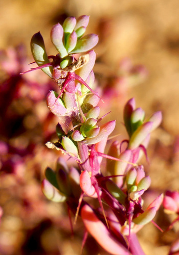 Sclerolaena articulata