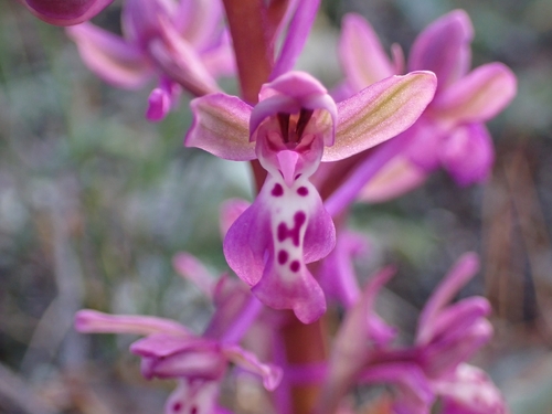 Image of Orchis sitiaca by (c) Elias, some rights reserved (CC BY)