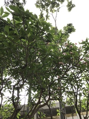 Plumeria rubra