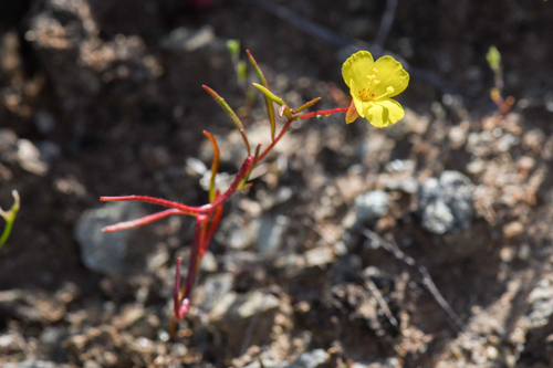 Grassland Suncup (Camissonia lacustris)