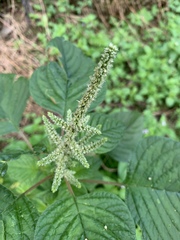 Amaranthus blitum