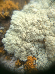 Protoparmeliopsis pinguis