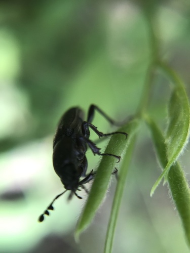 Lucanidae