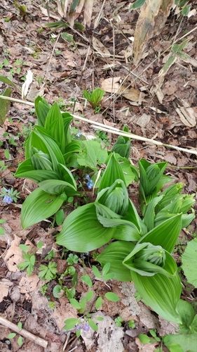Veratrum oxysepalum iNat (1)