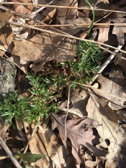 Perideridia americana