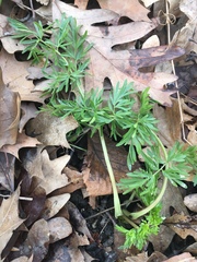 Perideridia americana