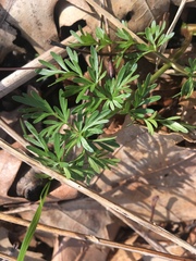 Perideridia americana