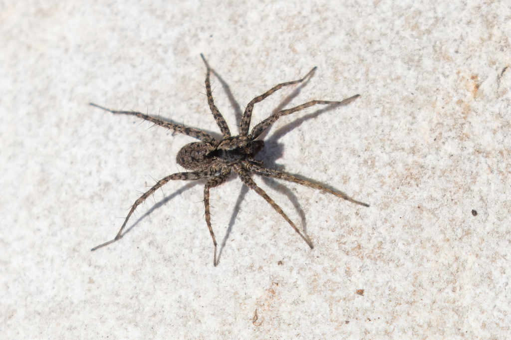 Thin-legged Wolf Spiders from Southeast Calgary, Calgary, AB, Canada on ...