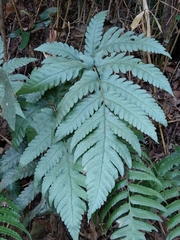 Tectaria fuscipes