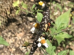 Chlosyne melitaeoides