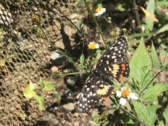 Chlosyne melitaeoides