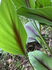 Curcuma zedoaria