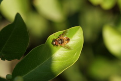 Eristalina