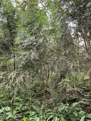 Calocedrus formosana