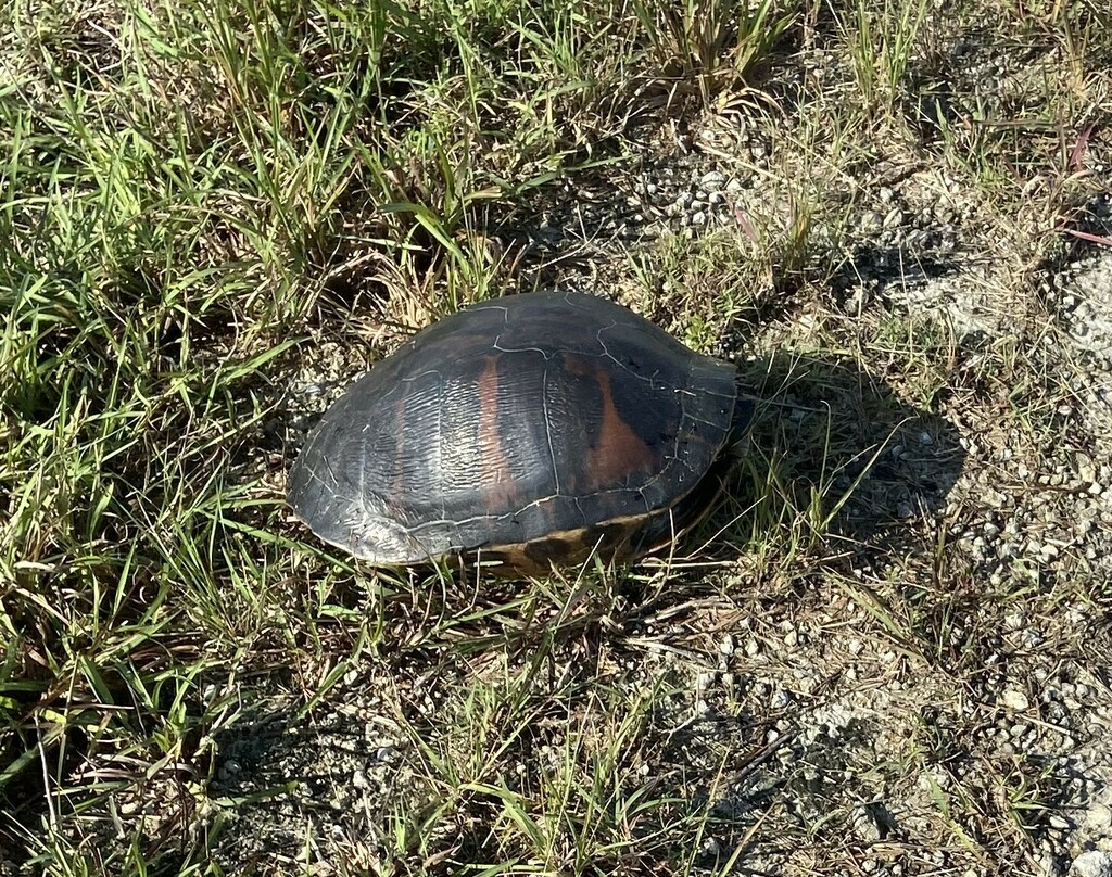 Florida Redbelly Turtle From Broward County Fl Usa On May 29 2022 At 0903 Am By Mstick 