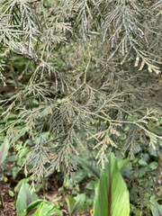 Calocedrus formosana