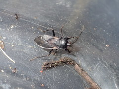 Eremocoris semicinctus