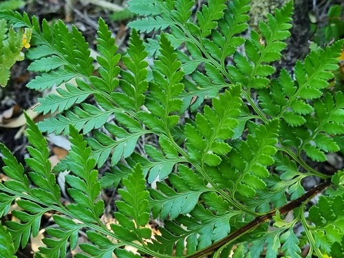 Rumohra adiantiformis