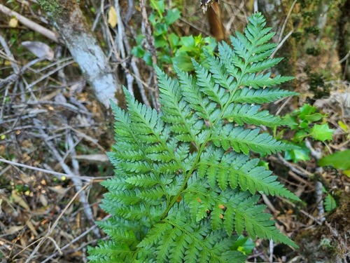 Rumohra adiantiformis