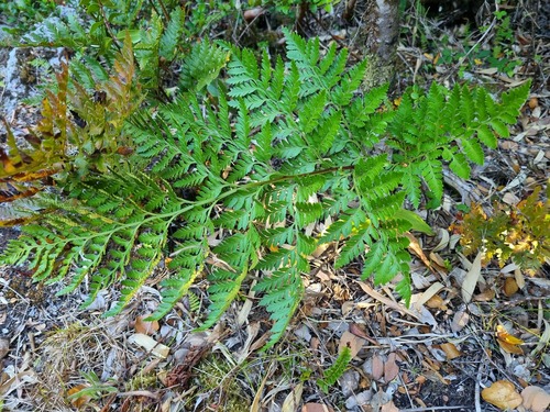 Rumohra adiantiformis