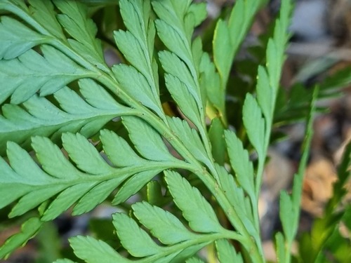 Rumohra adiantiformis