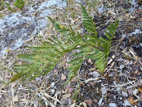 Rumohra adiantiformis