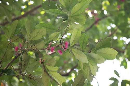 Syzygium malaccense