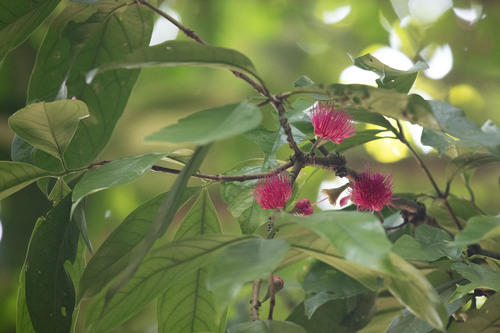 Syzygium malaccense