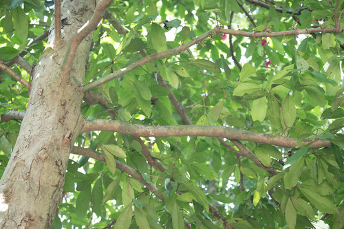 Syzygium malaccense