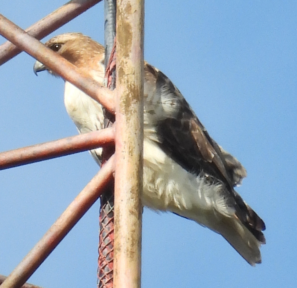 Eastern Red-tailed Hawk from Sligo Creek Golf Course, Sligo Creek ...