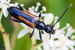 Strangalepta abbreviata