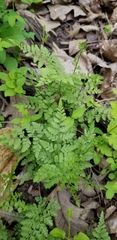 Cystopteris protrusa