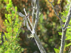 Chlorolestes conspicuus