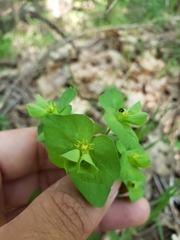 Euphorbia crenulata