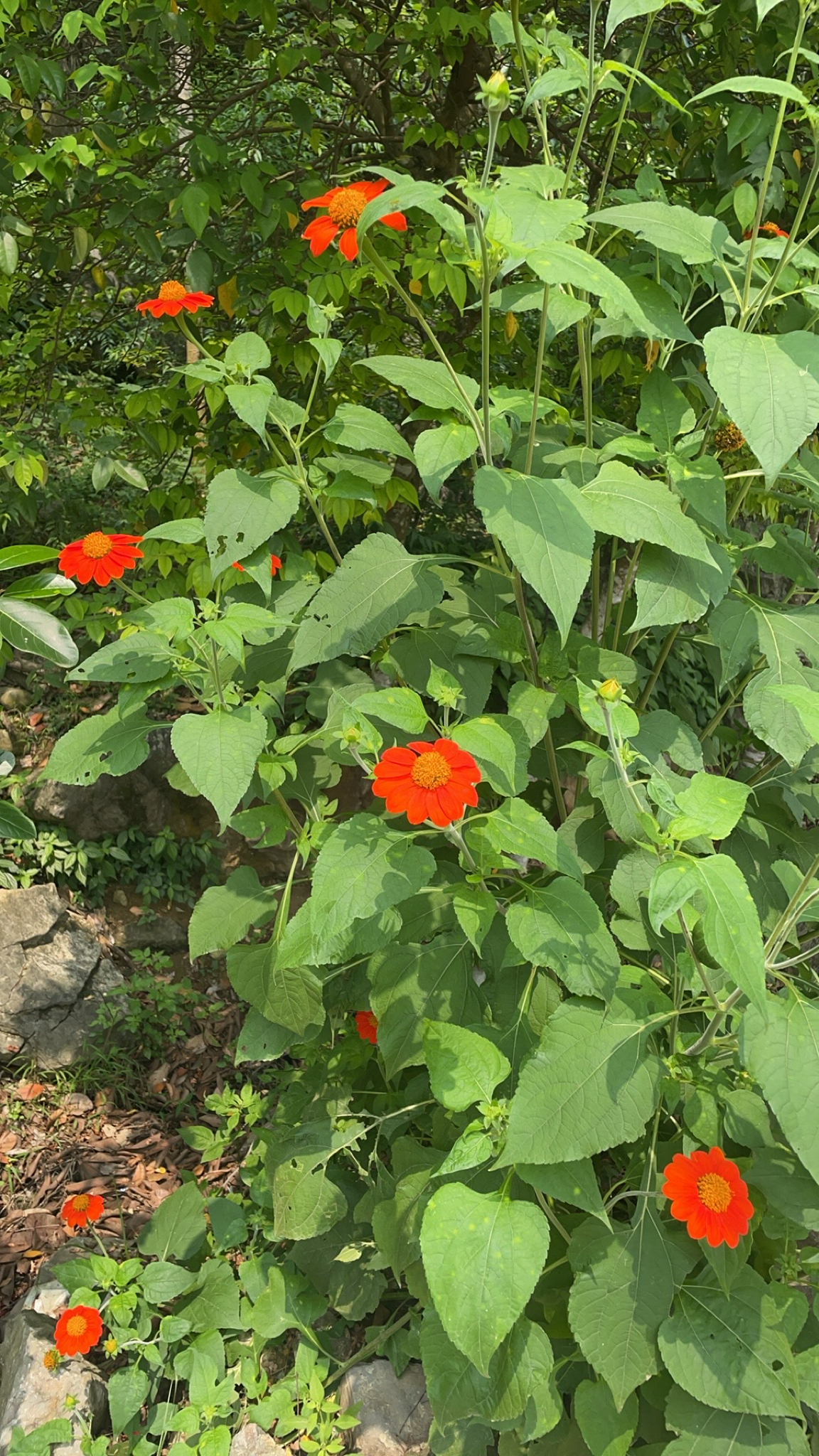 Tithonia rotundifolia (Tithonia rotundifolia)