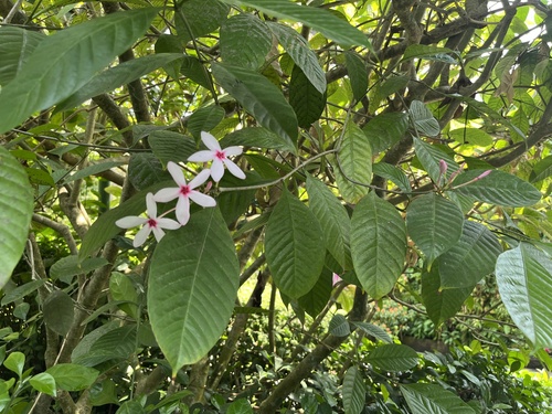 Kopsia fruticosa