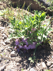 Hydrophyllum alpestre