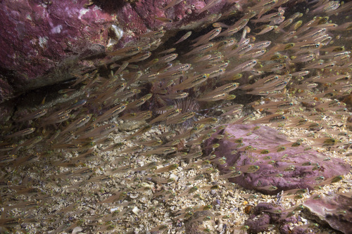 Rhabdamia gracilis observed 2024-04-16