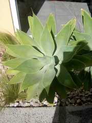 Agave attenuata
