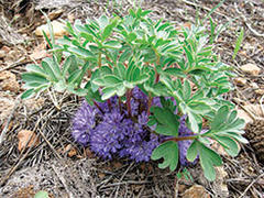 Hydrophyllum alpestre