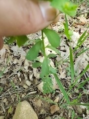 Euphorbia crenulata