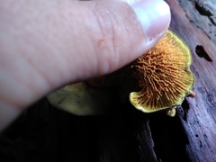 Pseudomerulius