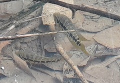 Parachromis friedrichsthalii image