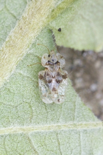 oak lace bug