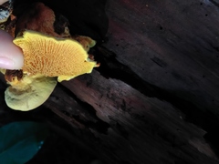 Pseudomerulius