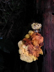Pseudomerulius