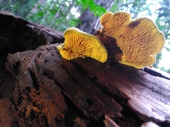 Pseudomerulius