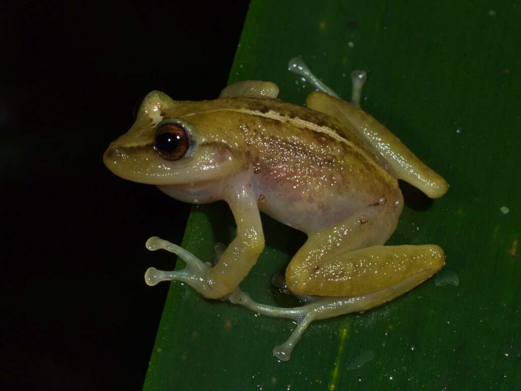Cebolleta Robber Frog