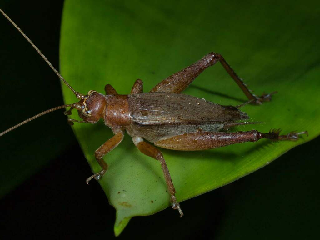 Phyllogryllini